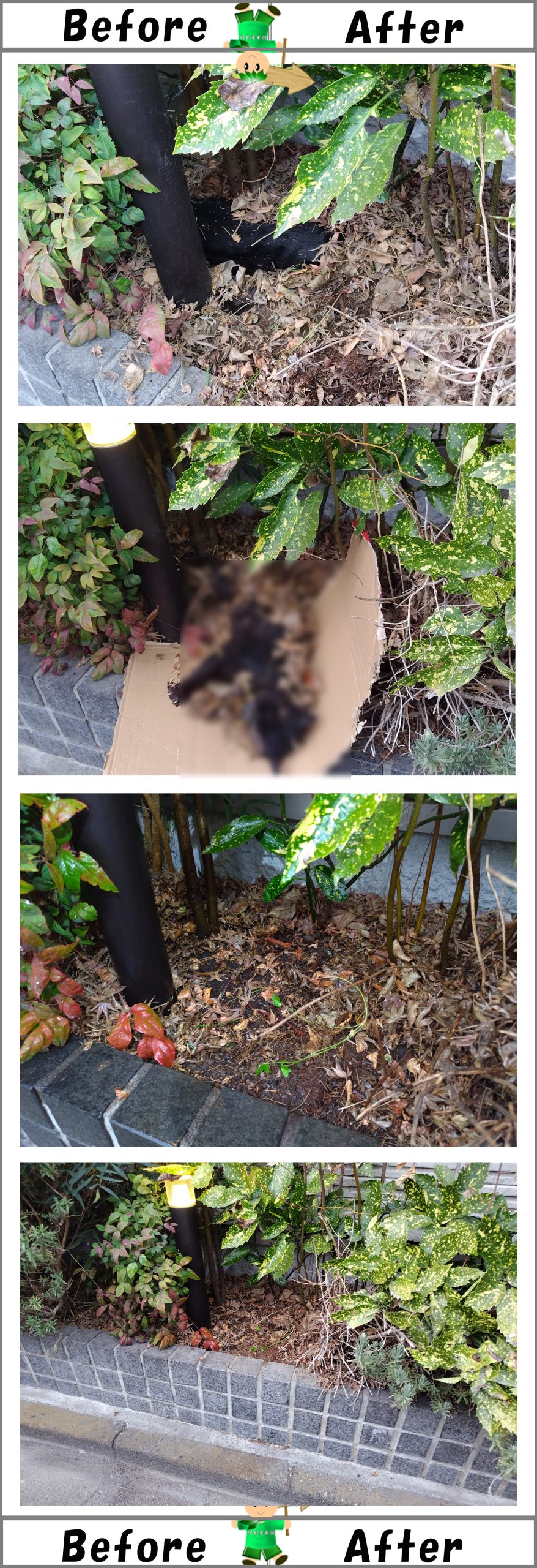 戸建て屋外の植え込み内の 猫の死骸回収・害虫駆除作業