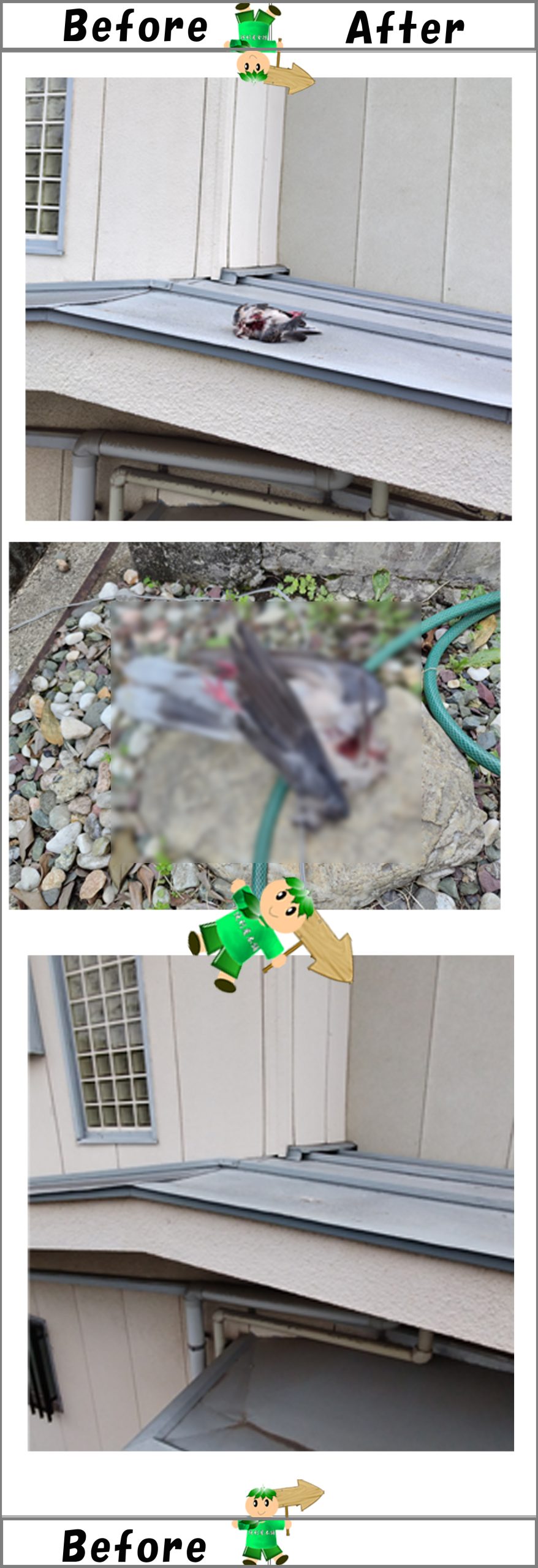 戸建て屋根の上でカラスに襲われた鳩の死骸回収作業