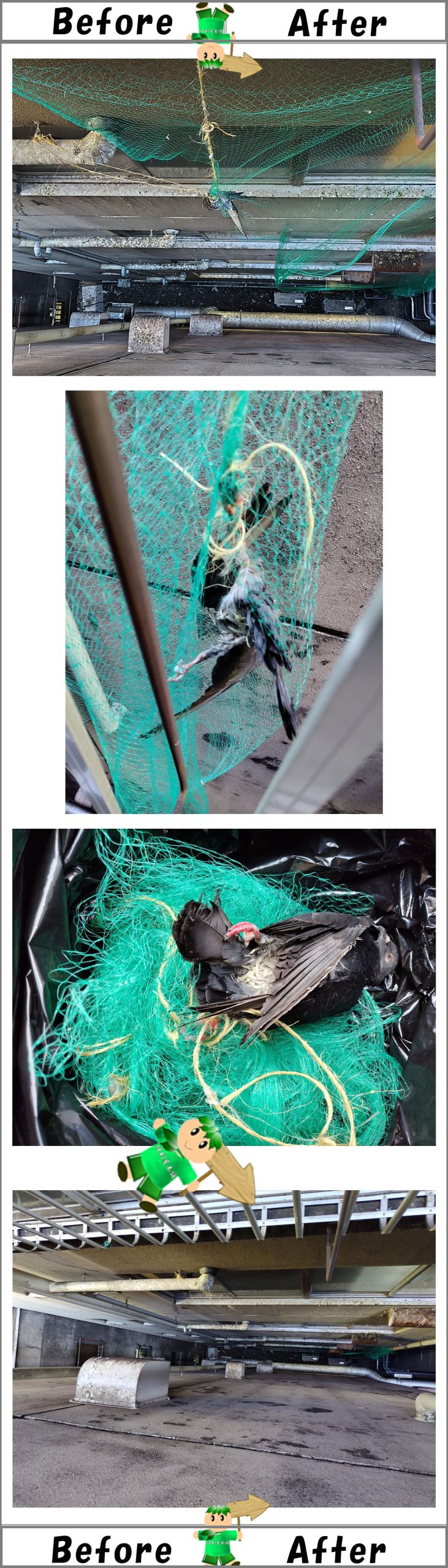 ビル壁面の鳩よけネットに絡まった鳩の死骸回収・はとよけネット回収写真