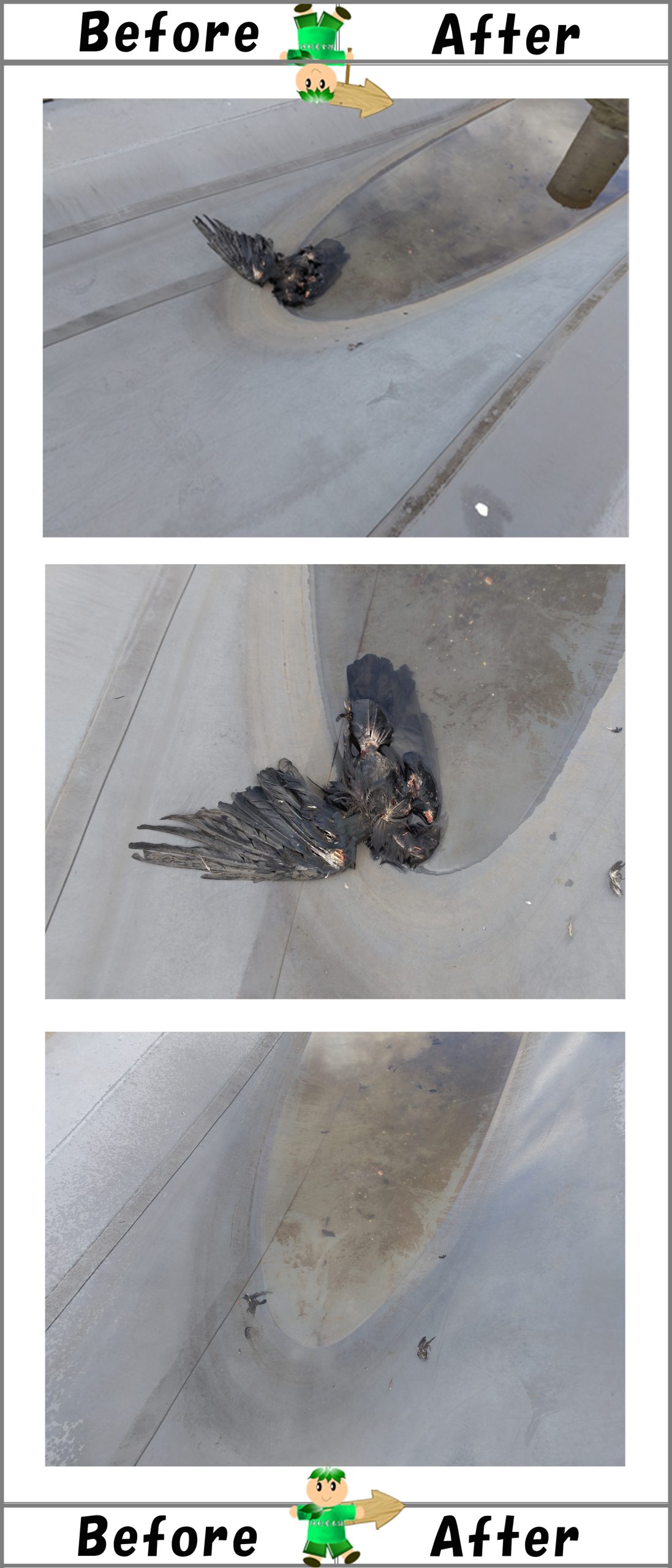 ビル屋上の水たまりのカラス死骸回収＆消毒作業