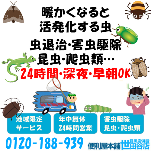 24時間営業・深夜早朝可：ゴキブリ駆除（害虫駆除）…便利屋本舗世田谷店：蛾・カエル・ヤモリ・セミ（蝉）・クモなどの昆虫・爬虫類の駆除お請けしております。