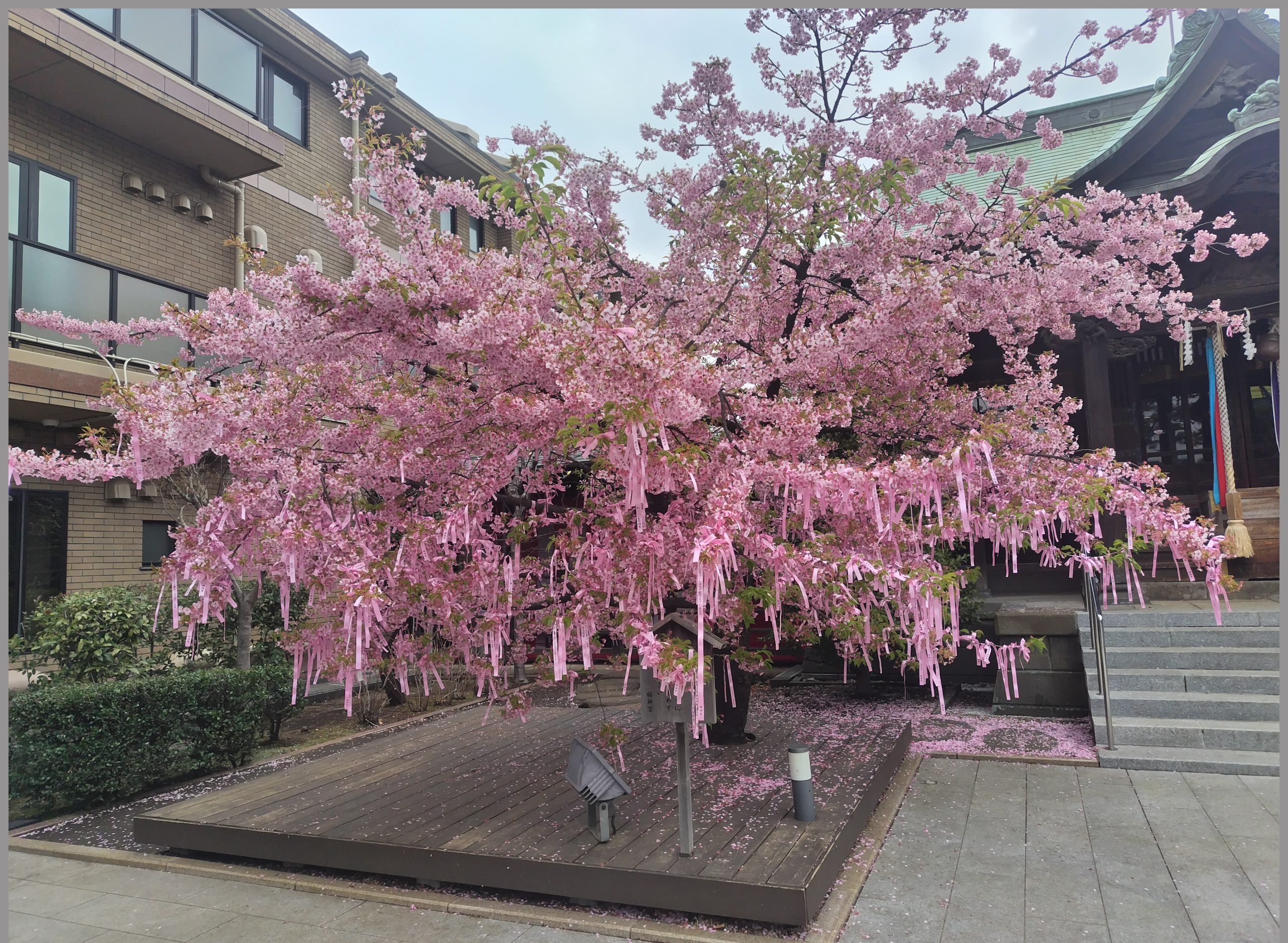 世田谷区新町の古式神道 桜神宮の河津桜が咲き誇る「えんむすびの木」