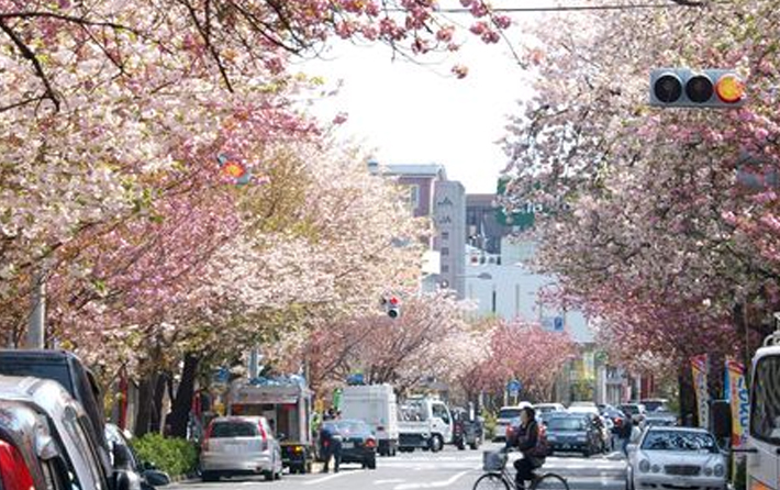 “桜新町”【さくらまつり】ご存知ですか！？…4月上旬に桜新町駅前のお花見広場で開催